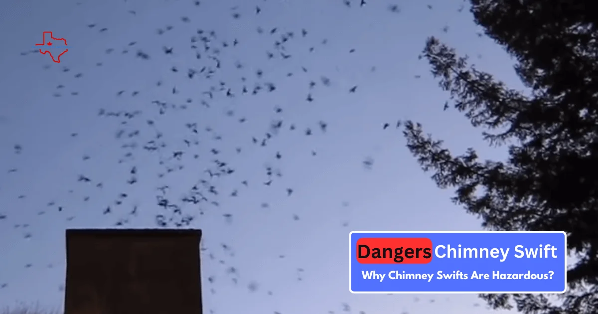Dangers of a Chimney Swift