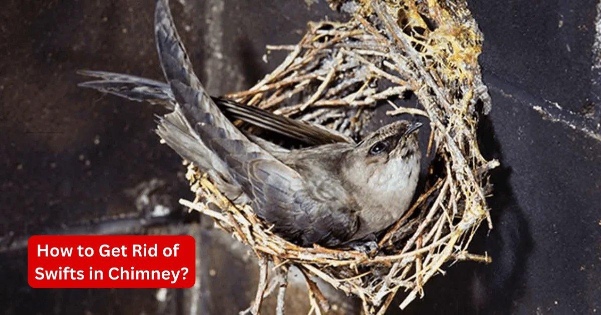 How to Get Rid of Swifts in Chimney