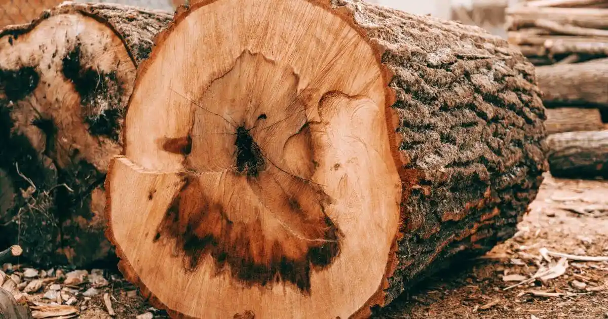 best hardwood for firewood